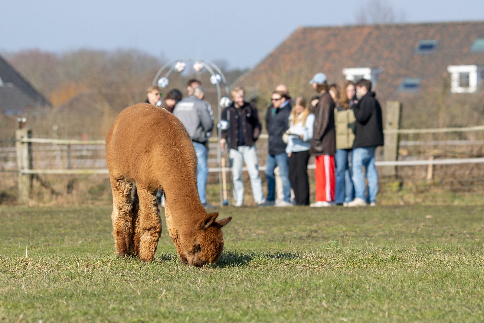 Alpaca golf
